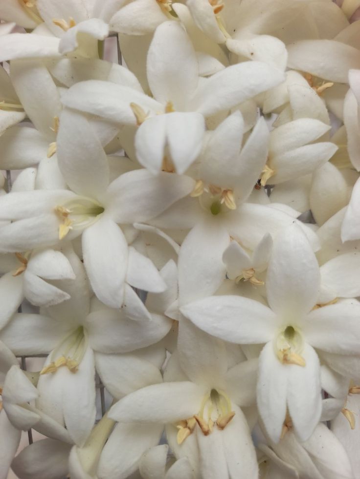 White jasmine flowers