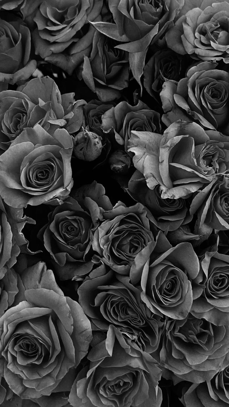 Dark roses